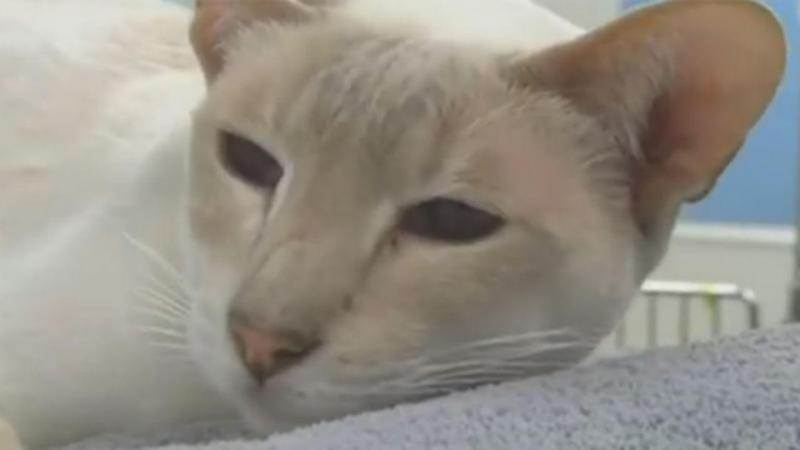 Depois de mais de um mês "empacotada" a gata tinha os olhos pregados de remela e metade do peso normal (Foto: Reprodução)