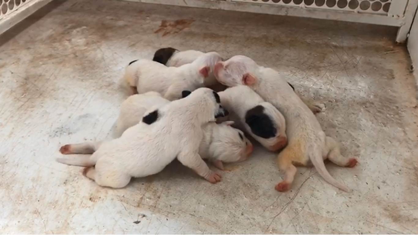 Pitbulls não tinham condições mínimas de alimentação ou higiene no local | Foto: Divulgação / Deam