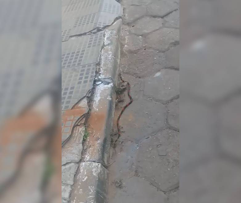 Cobra coral acabou atropelada no centro de Bela Vista | Foto: Leitor/ Whatsapp