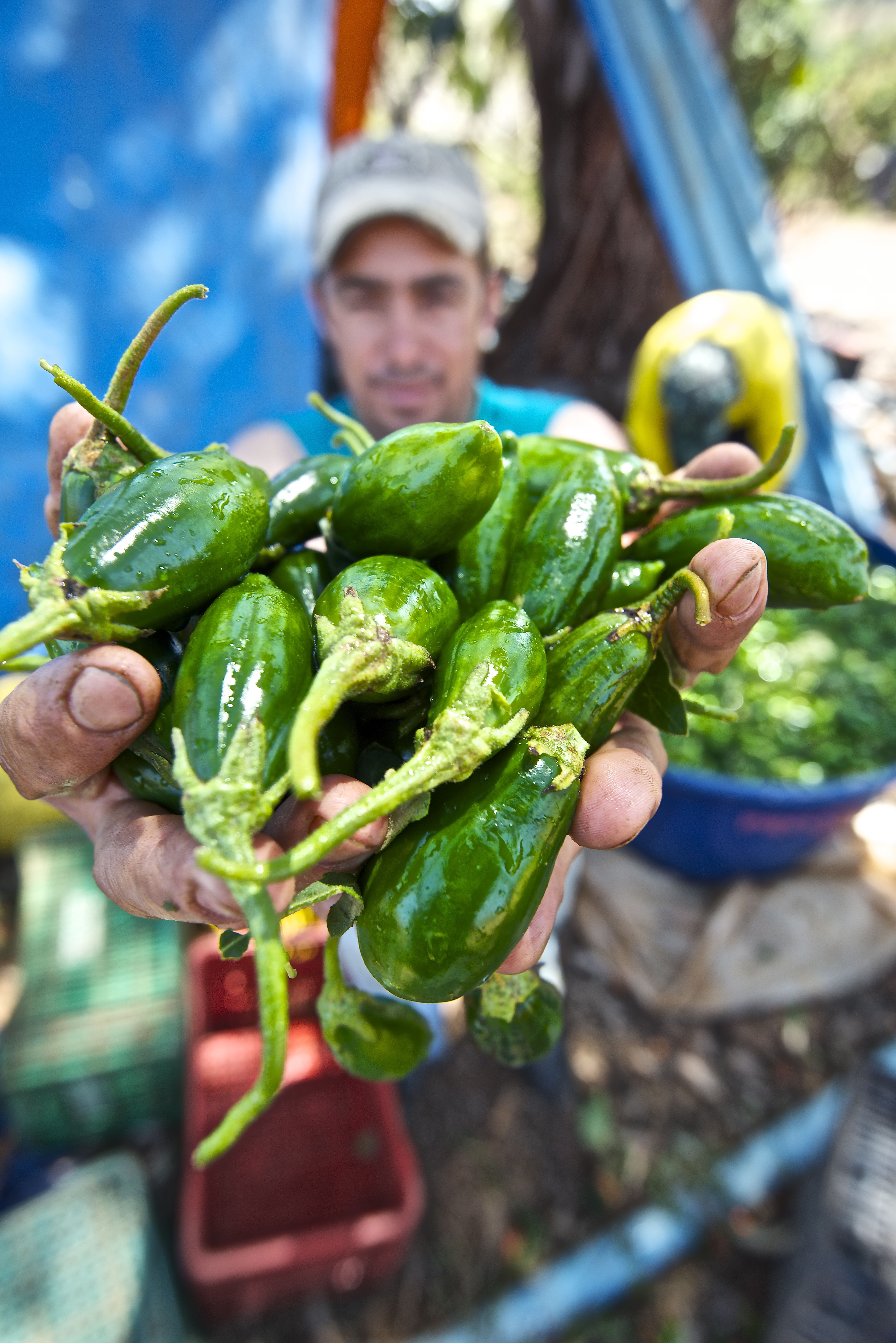 Produção dos micro e pequenos agricultores correspondem à 70% de todo o alimento consumido no País, demonstrando a força máxima da real cadeia produtiva brasileira | Foto: Ruber Couto
