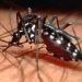 Cai em 27% número dos casos de dengue na capital / Foto: Divulgação
