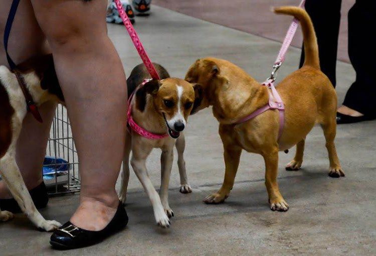 ONG realiza feiras de adoção de cães e gatos desde 2012