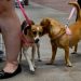 ONG realiza feiras de adoção de cães e gatos desde 2012