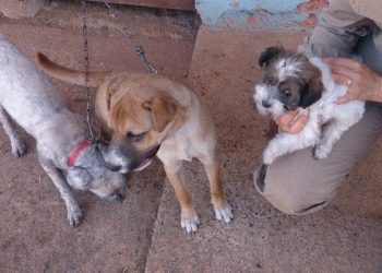 Cachorros resgatados em incêndio no interior de Goiás.