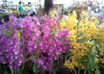 Além dos expositores, dez vendedores de variadas regiões do País vão oferecer orquídeas, vasos, cachepôs, substratos e adubos para o cultivo