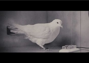 Para saber mais sobre a superstição do pombo, acesse http://pt.wikipedia.org/wiki/Burrhus_Frederic_Skinner#Experi.C3.AAncias_com_pombas