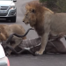 Leões atacam a presa