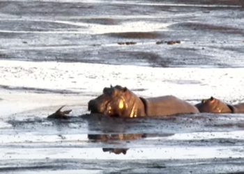 Hipopótamo ataca antílope