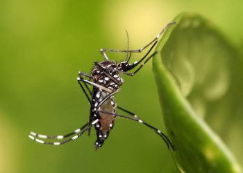 Os casos das doenças transmitidas pelo Aedes aegypti diminuíram em Goiânia | Foto: Reprodução