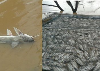 Mais de 80 toneladas de peixes, entre eles surubim, tucunaré e pintado de até 4 kg, foram encontrados mortos no lago de Serra da Mesa  / Fotos: Folha Z