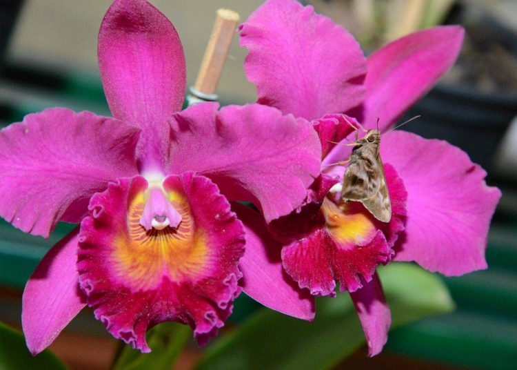 Exposição de Orquídeas de Aparecida já está na 5ª edição (Foto: Divulgação)