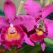 Exposição de Orquídeas de Aparecida já está na 5ª edição (Foto: Divulgação)