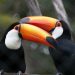 Mascotes peessedebistas, tucanos são aves de beleza única (Foto: Reprodução)