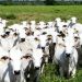 Ladrões levaram 125 cabeças de gado em fazenda perto de Goiânia | Foto: Reprodução