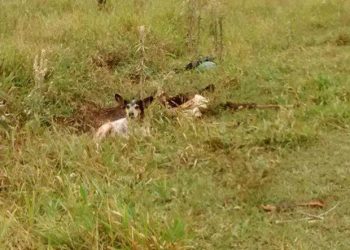 Cachorro estava no terreno ao lado do corpo do dono (Foto: Assis City/Divulgação)