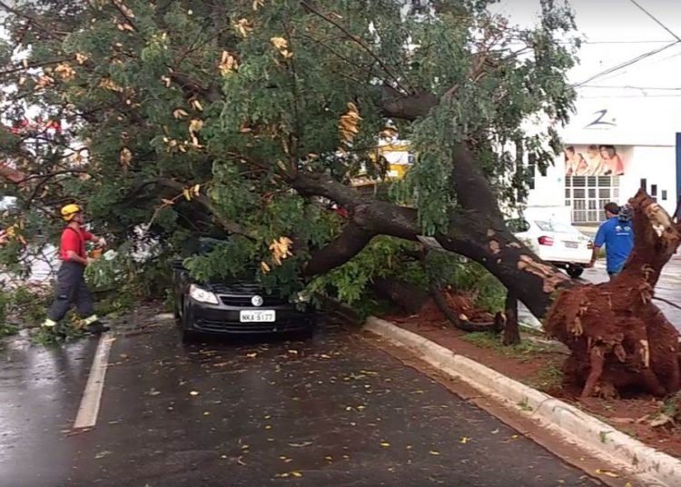 Árvore caiu sobre carro em frente ao Supermercado Pró Brazilian, na Avenida T-9 | Foto: Folha Z