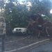 Chuva forte provoca queda de árvore sobre carro| Foto: Reprodução