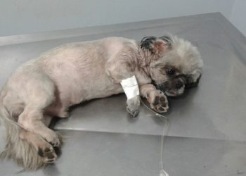 Cachorro é resgatado após incêndio em Anápolis| Foto: Reprodução/Corpo de Bombeiros
