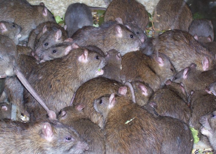 Infestação de ratos é problema para frequentadores de uma das maiores feiras a céu aberto da America Latina | Foto: Ilustrativa