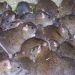Infestação de ratos é problema para frequentadores de uma das maiores feiras a céu aberto da America Latina | Foto: Ilustrativa