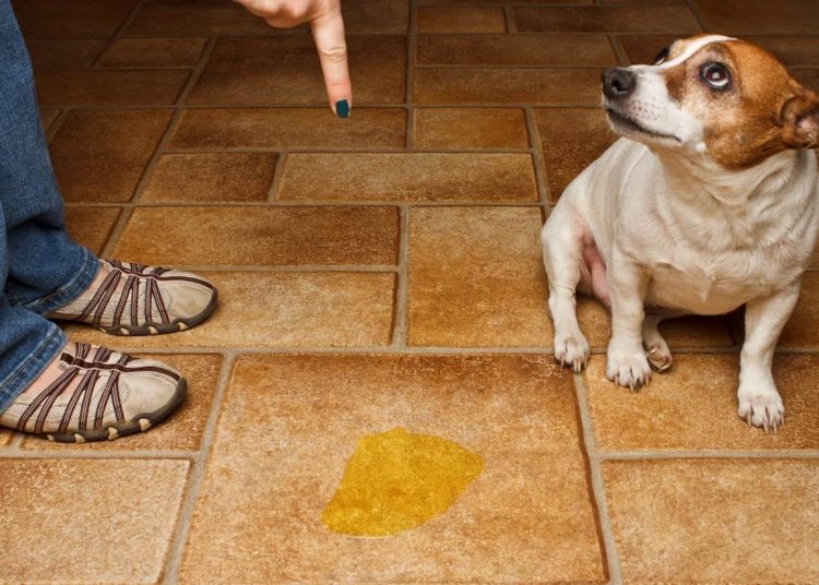 Xixi do cachorro é problema frequente para os donos dos bichinhos | Foto: Reprodução
