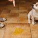 Xixi do cachorro é problema frequente para os donos dos bichinhos | Foto: Reprodução