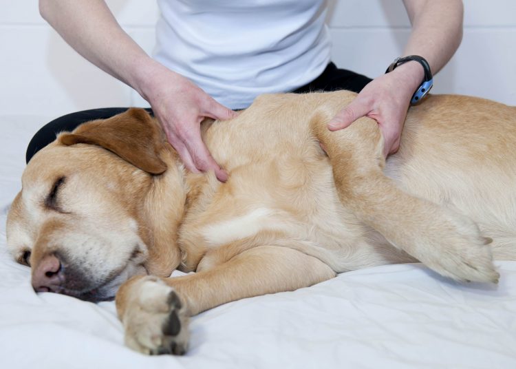 Massagem pode trazer mais benefícios do que o relaxamento para o seu pet | Foto: Reprodução