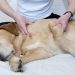 Massagem pode trazer mais benefícios do que o relaxamento para o seu pet | Foto: Reprodução
