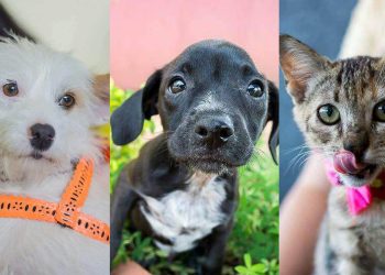 Pets recuperados pelo Grupo Miau AuAu. | Foto: Divulgação