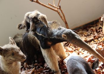 Museu de Ciências da UFG | Foto: Divulgação