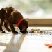 Espalhar a comida do cachorro é uma das dicas da especialista em comportamento canino Cinthia Suzuki | Foto: Reprodução