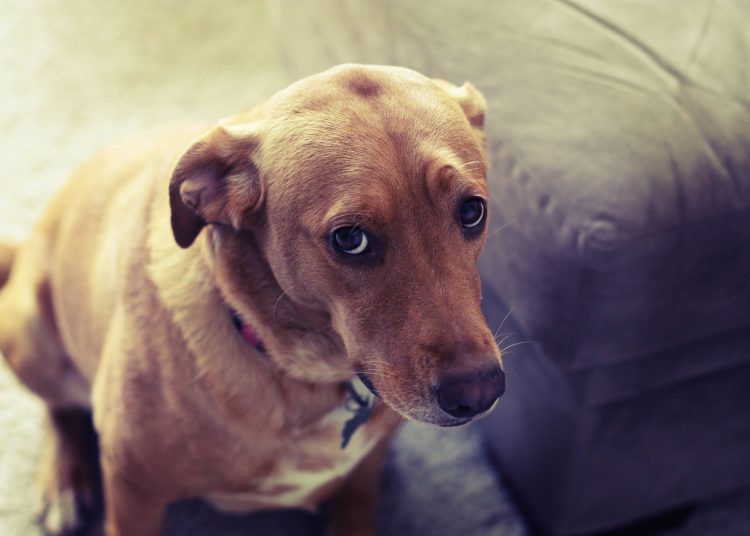 Especialista dá dicas para que você lide melhor com o seu cão quando ele aprontar | Foto: Reprodução / Pinterest