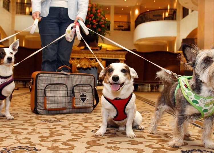 Hotel Pet Friendly | Imagem ilustrativa
