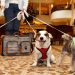 Hotel Pet Friendly | Imagem ilustrativa