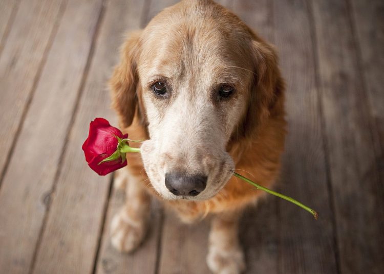Não é preciso teoria para perceber as demonstrações de amor e carinho que os cães nos dão o tempo todo | Foto: Reprodução