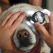 Cuidar de um cachorro cego não é tarefa fácil, mas dicas podem ajudar muito | Foto: Reprodução