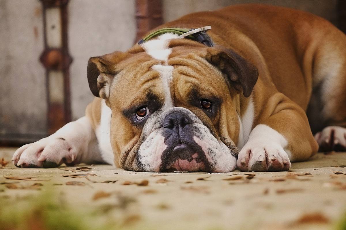 Seu cachorro tem manias? ATENÇÃO: elas podem ser sintoma de um problema mais grave | Foto: Reprodução