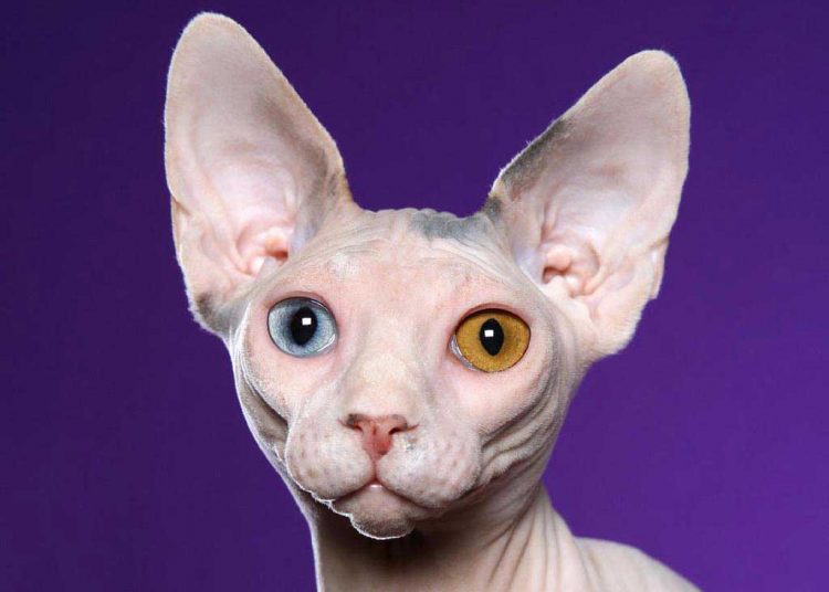Sphynx – O gato pelado | Foto: Reprodução