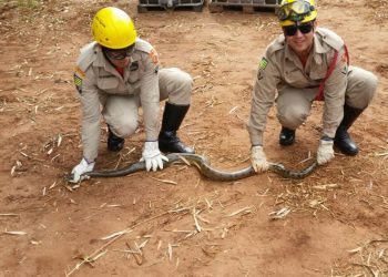 Em Goiás, sucuri de 2,5 m é encontrada presa em motor de caminhão e bombeiros atuam no resgate | Foto: Divulgação/ Corpo de Bombeiros