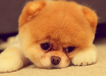Tudo o que você precisa saber antes de adotar um cachorro | Foto: Reprodução