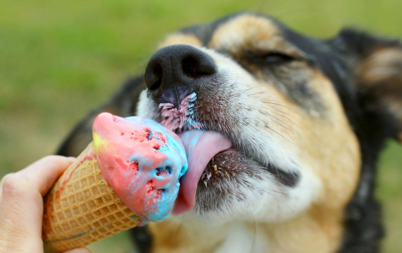 Cuidados com cães e gatos no calor do verão | Foto: Reprodução