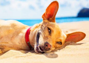 Seu cachorro está com calor? Veja como resolver esse problema facilmente | Foto: Reprodução