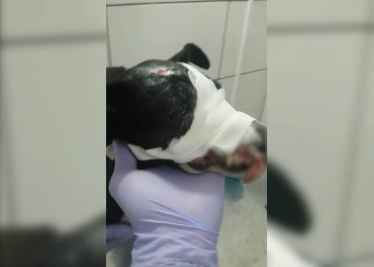 Cadela baleada na cabeça em Anápolis precisa de doações para tratamento | Foto: Divulgação/ Aspaan