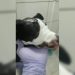 Cadela baleada na cabeça em Anápolis precisa de doações para tratamento | Foto: Divulgação/ Aspaan