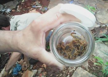 Dezenas de escorpiões são capturados em casa no Itatiaia | Foto: Divulgação/ SMS