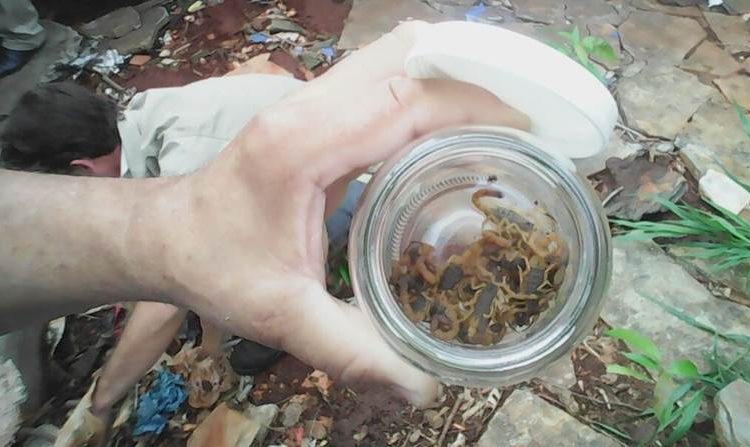 Dezenas de escorpiões são capturados em casa no Itatiaia | Foto: Divulgação/ SMS
