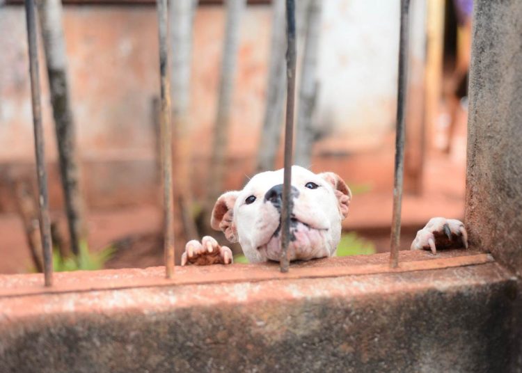 Pitbulls não tinham condições mínimas de alimentação ou higiene no local | Foto: Divulgação / Deam