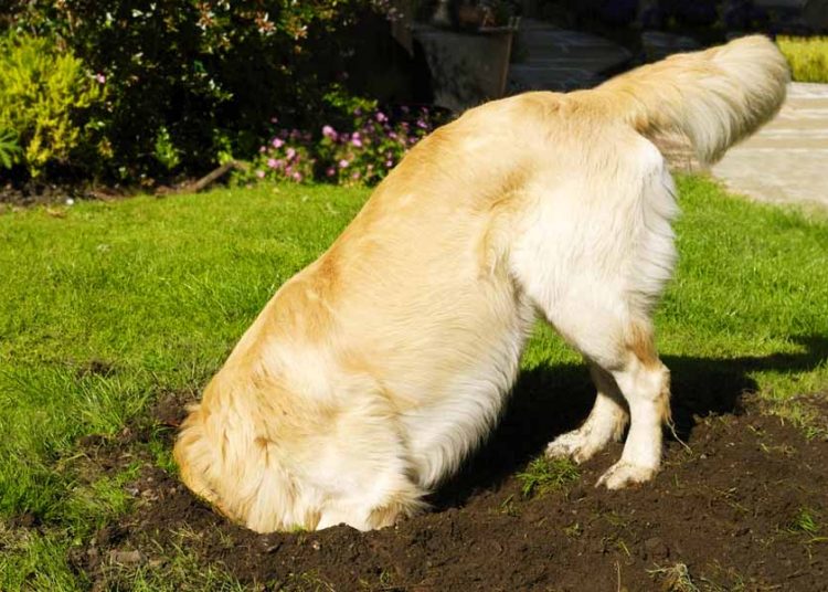 Cachorro cavando buraco no jardim | Foto: Reprodução