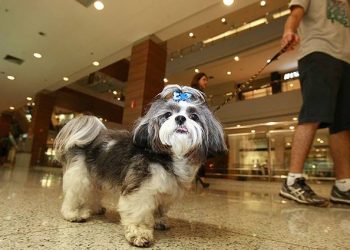 Cães e gatos agora podem passear pelo Goiânia Shopping | Foto: Reprodução