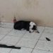 Pit bull resgatada pela polícia não seria sacrificada pelo Centro de Zoonoses, diz SMS | Foto: Reprodução/ WhatsApp